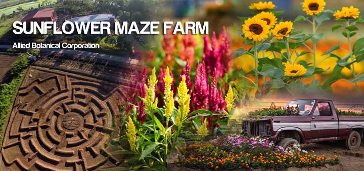 Sunflower Maze Farm - Allied Botanical Corporation