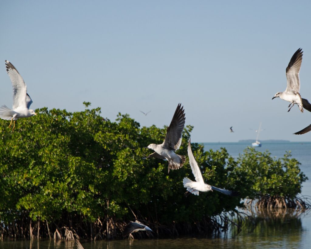 Activities at Bued Mangrove Forest Park Alaminos