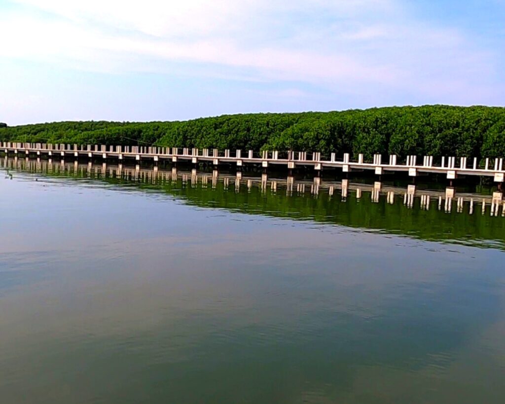 Activities at Bued Mangrove Forest Park Alaminos